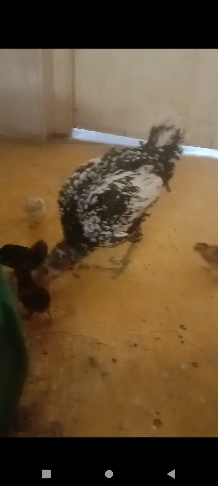 2 aseel hens with 5 5 aseel Chicks — photo 12