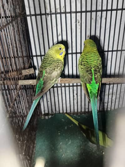 black wing budgies pair