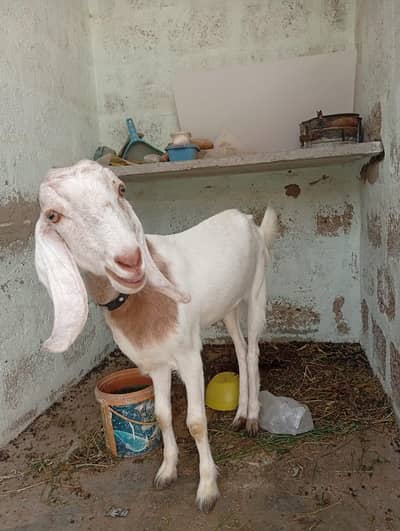 bakri full active and healthy