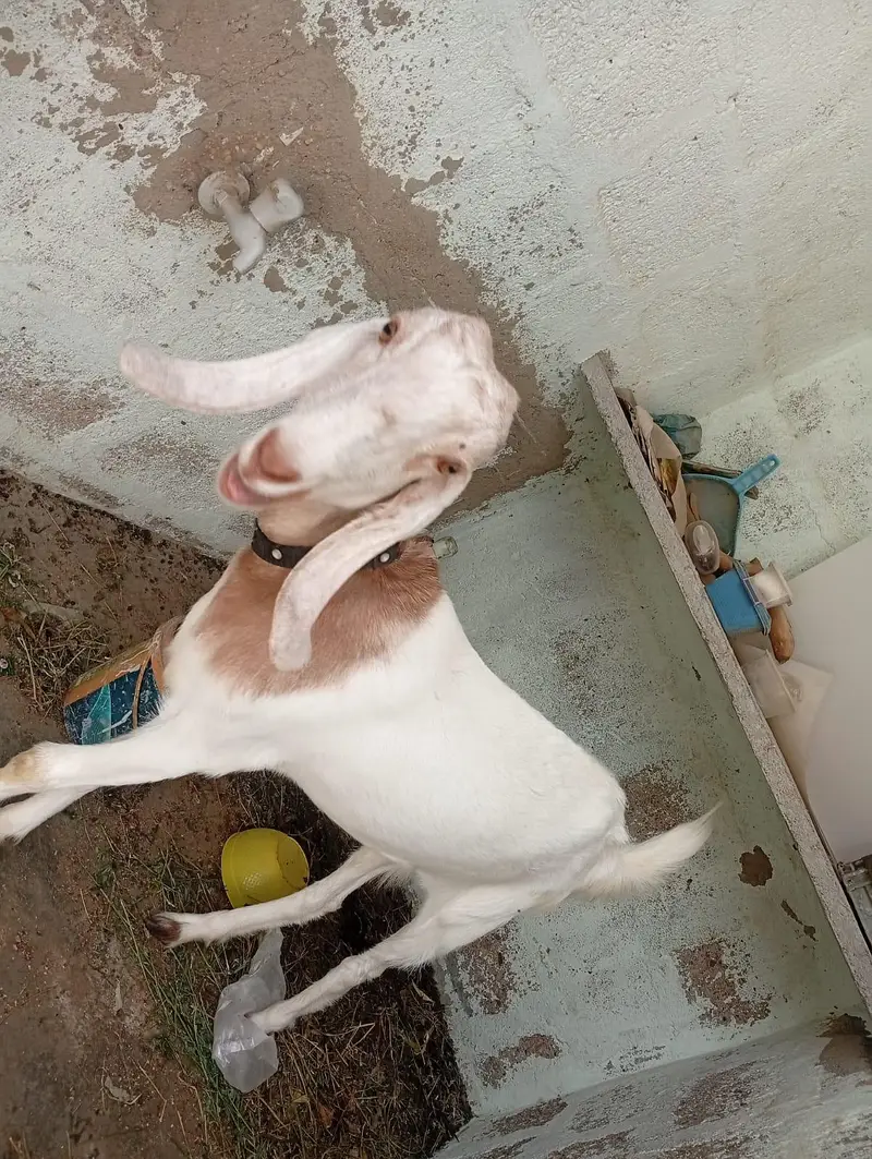 bakri full active and healthy — photo 2