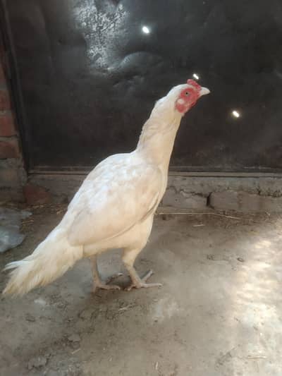 Heera Aseel Madi location hafizabad