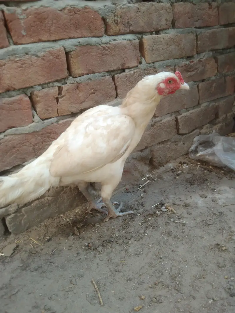 Heera Aseel Madi location hafizabad — photo 2
