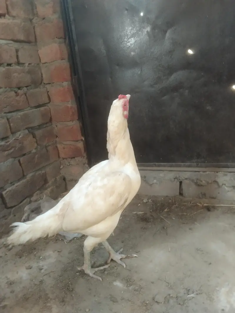 Heera Aseel Madi location hafizabad — photo 3