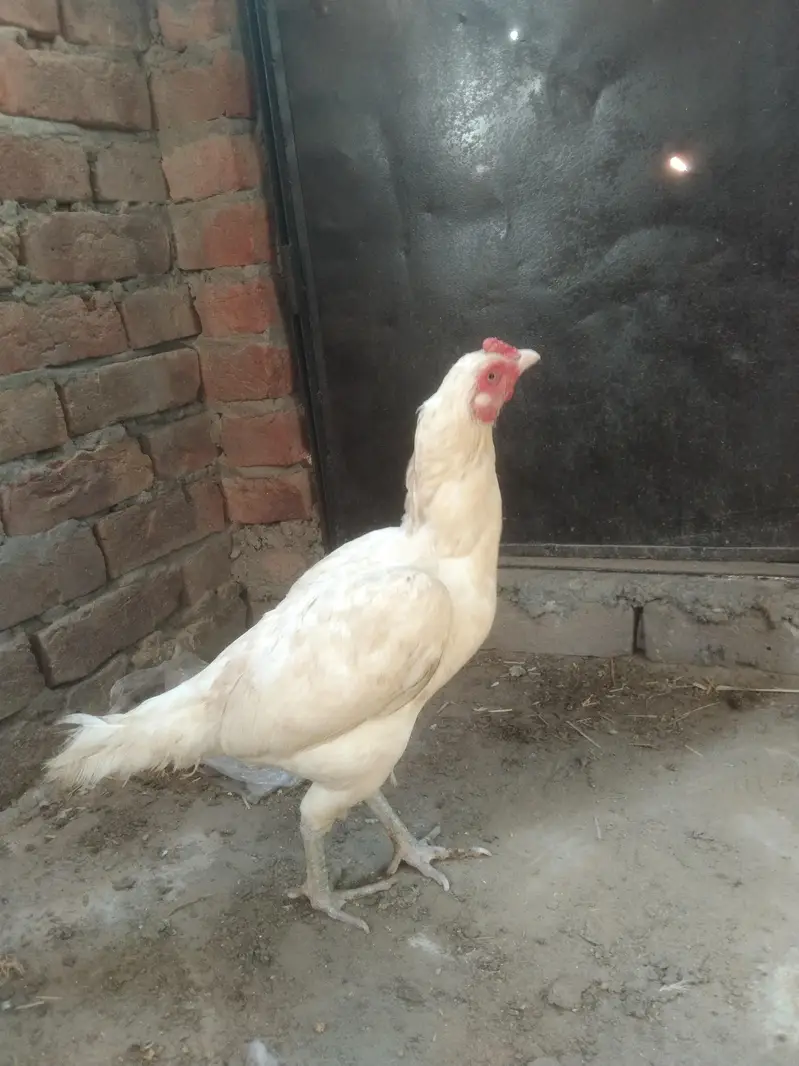 Heera Aseel Madi location hafizabad — photo 4