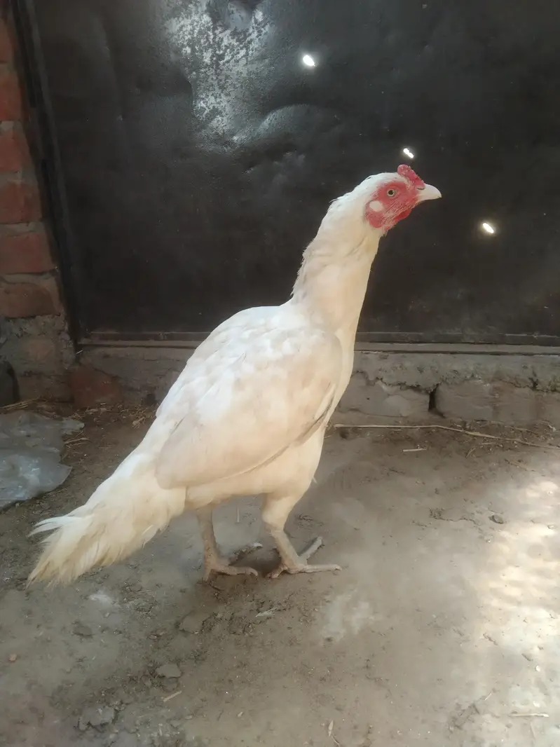 Heera Aseel Madi location hafizabad — photo 5