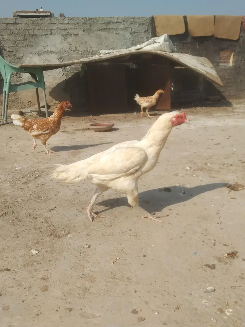 Heera Aseel Madi location hafizabad — photo 6