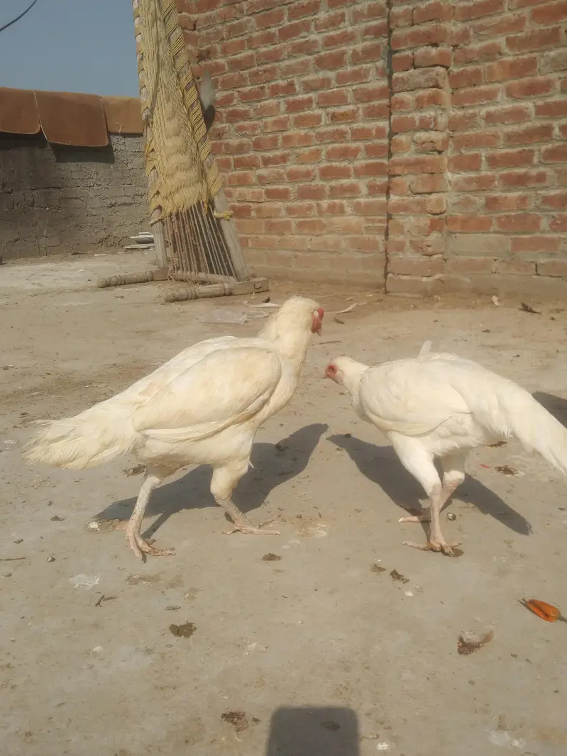 Heera Aseel Madi location hafizabad — photo 7