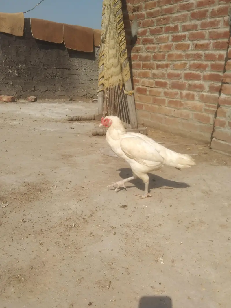 Heera Aseel Madi location hafizabad — photo 8