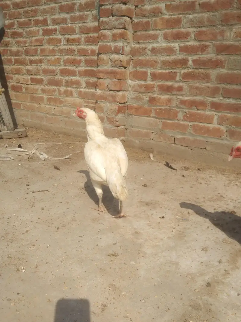 Heera Aseel Madi location hafizabad — photo 9
