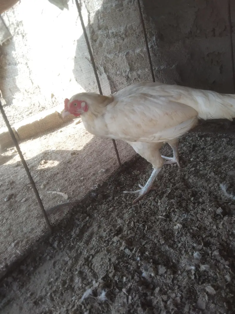Heera Aseel Madi location hafizabad — photo 10