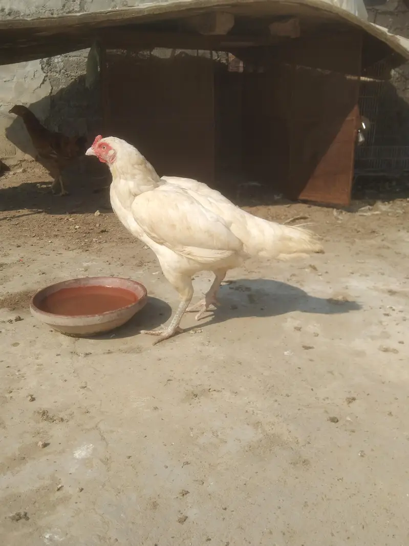 Heera Aseel Madi location hafizabad — photo 11