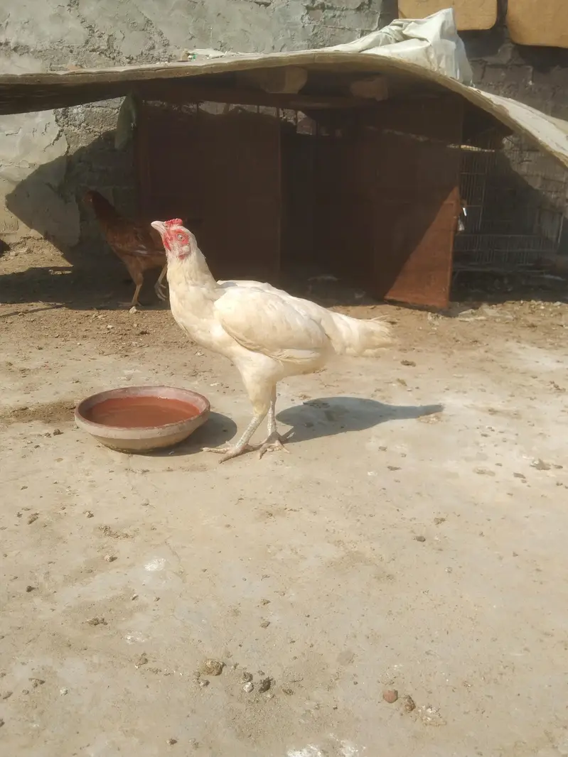 Heera Aseel Madi location hafizabad — photo 12