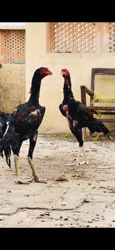 Mazbot bnd jor band gadi kholi gadi ky birds available