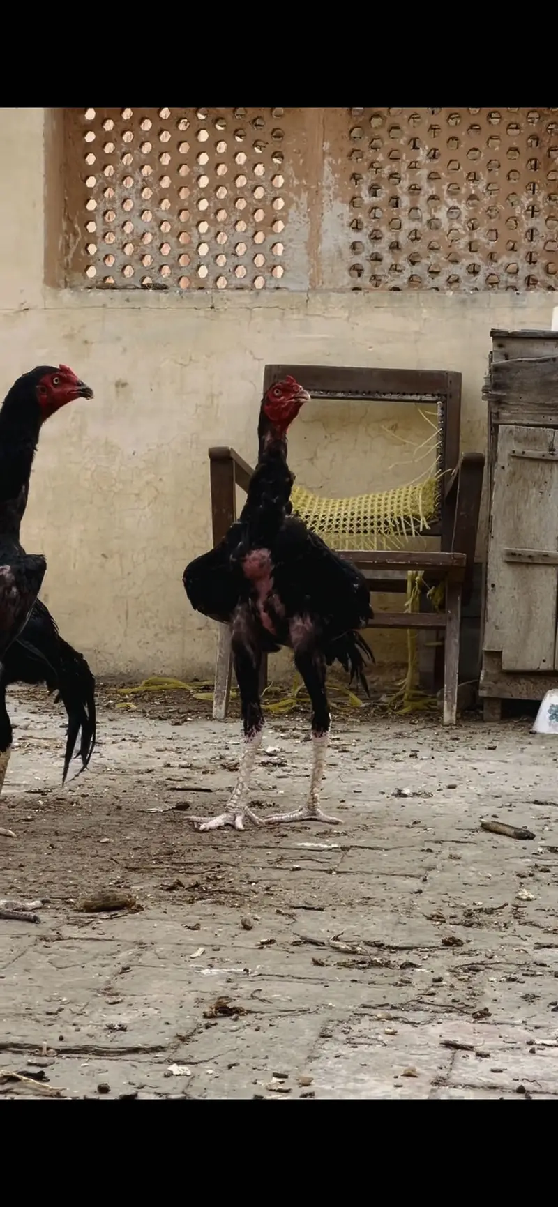 Mazbot bnd jor band gadi kholi gadi ky birds available — photo 2