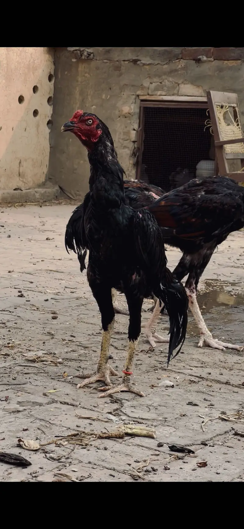 Mazbot bnd jor band gadi kholi gadi ky birds available — photo 3