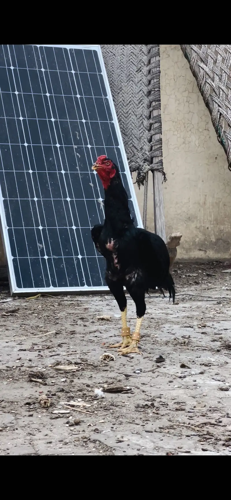 Mazbot bnd jor band gadi kholi gadi ky birds available — photo 4
