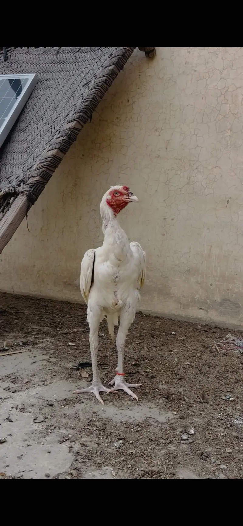 Mazbot bnd jor band gadi kholi gadi ky birds available — photo 5