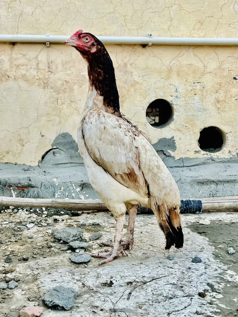 Mazbot bnd jor band gadi kholi gadi ky birds available — photo 6