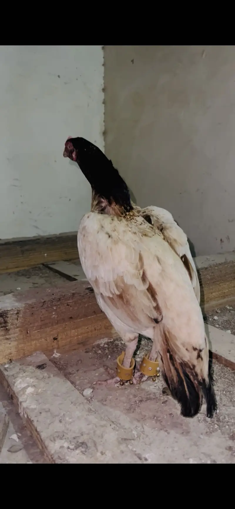 Mazbot bnd jor band gadi kholi gadi ky birds available — photo 7