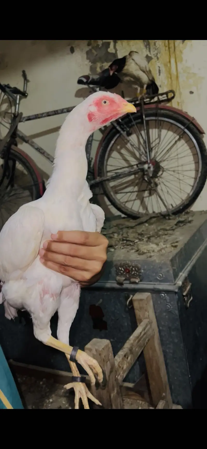 Mazbot bnd jor band gadi kholi gadi ky birds available — photo 8