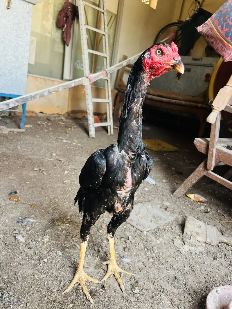 Mazbot bnd jor band gadi kholi gadi ky birds available — photo 10