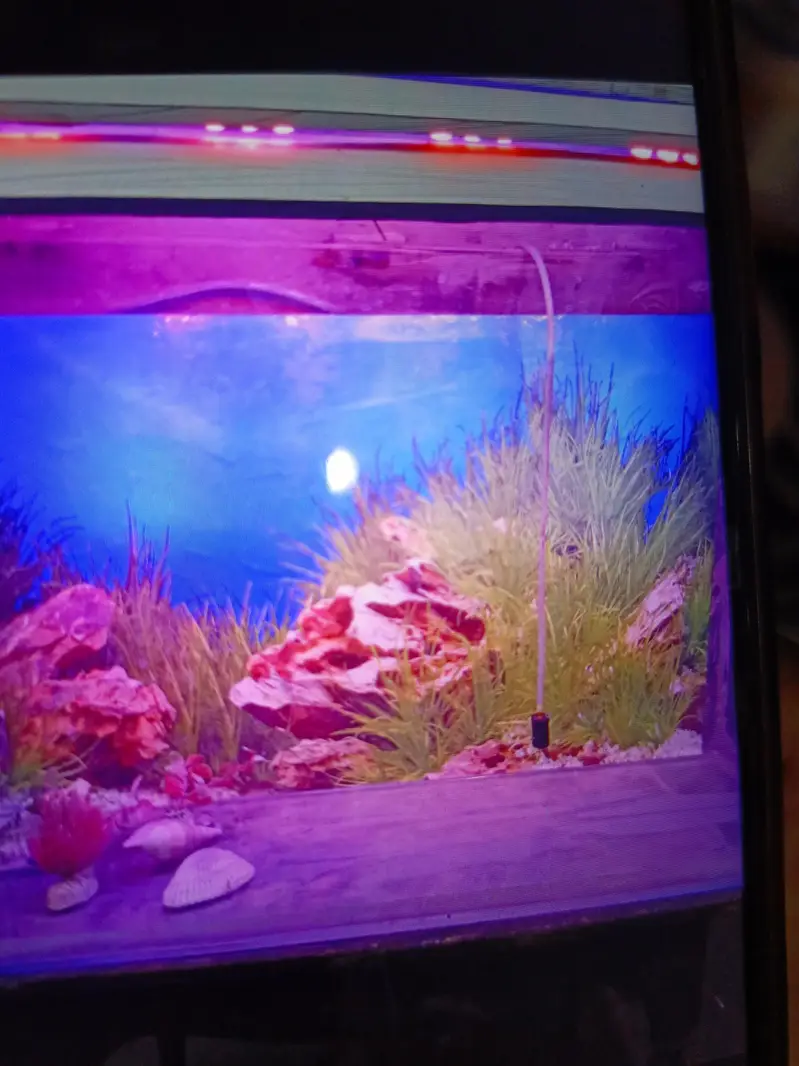 fish aquarium size 2.5×1.5× — photo 5