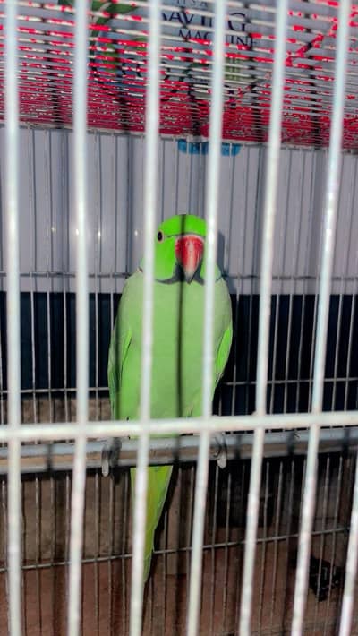 Ringneck