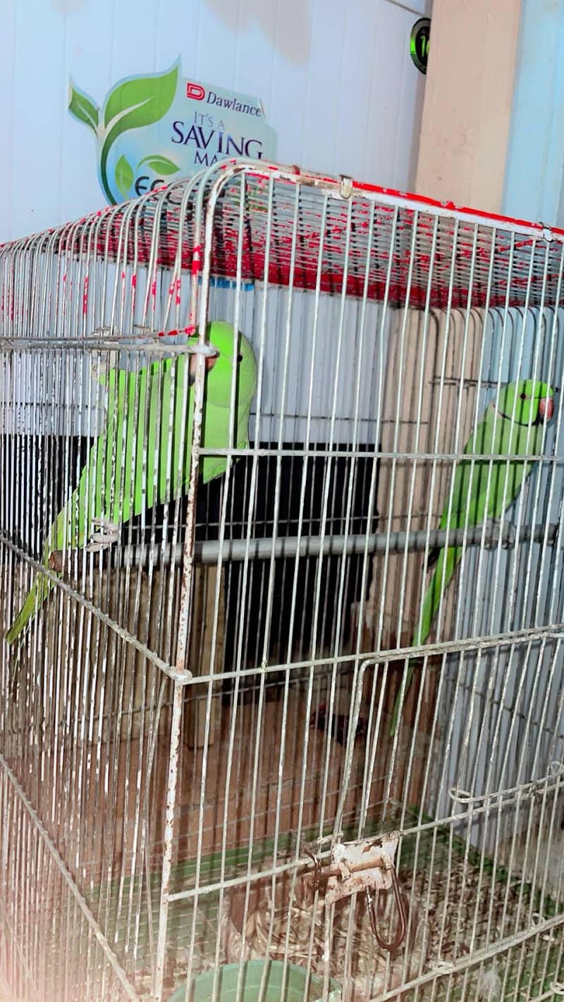 Ringneck 1