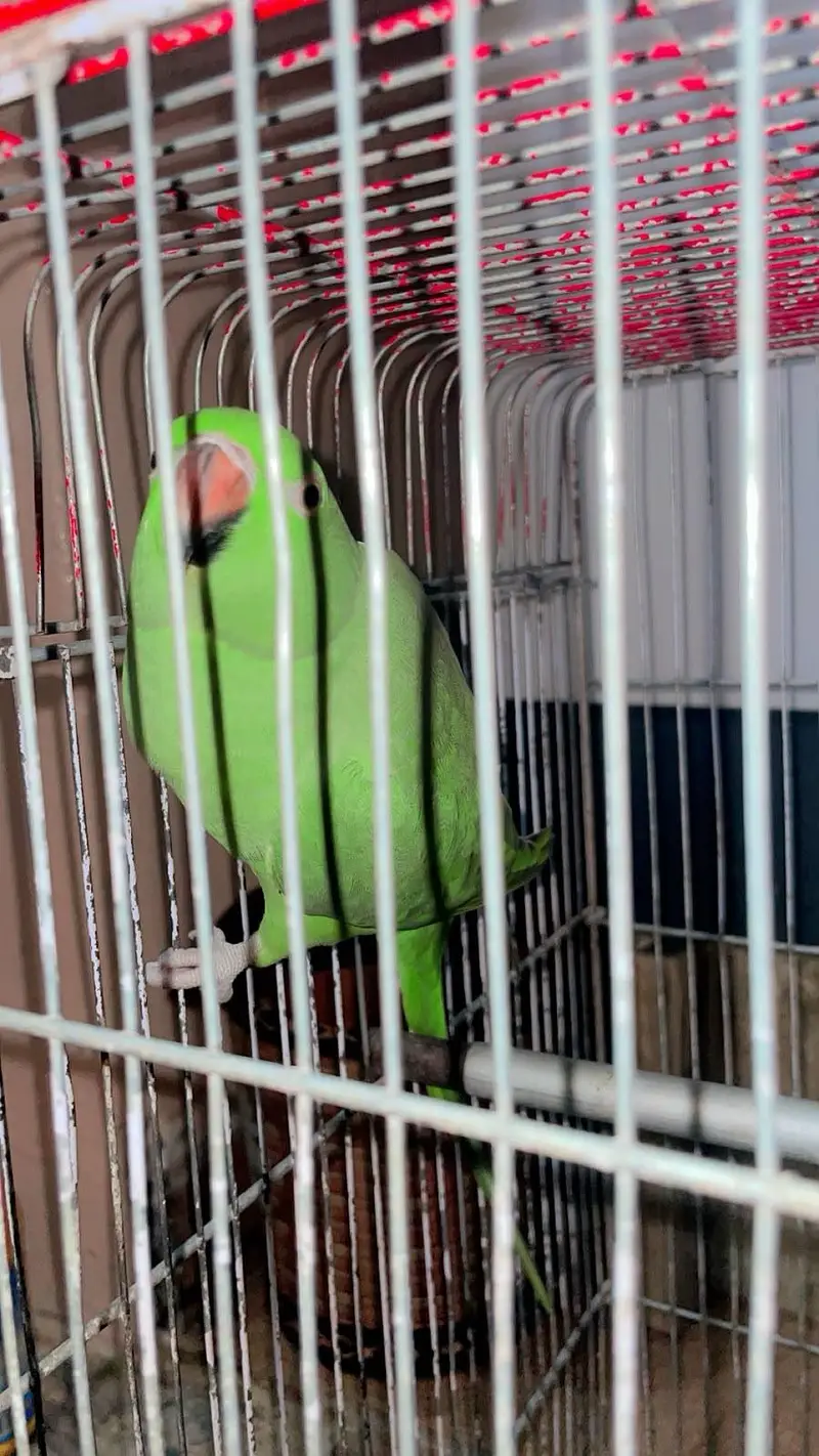 Ringneck — photo 3
