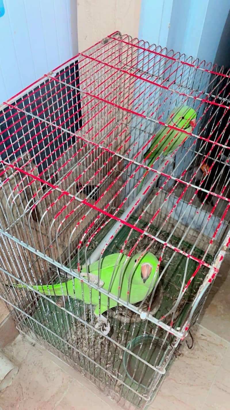 Ringneck 3