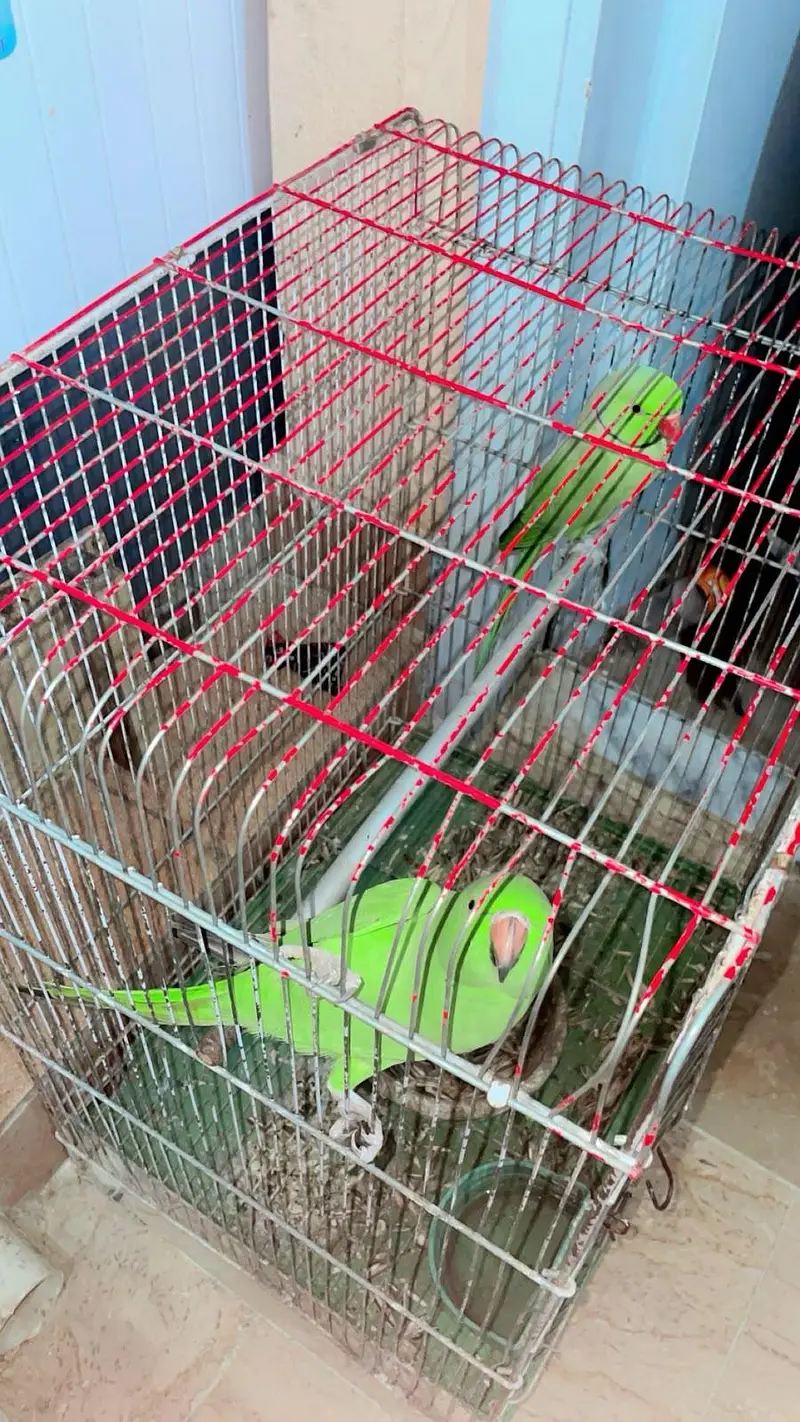 Ringneck — photo 4