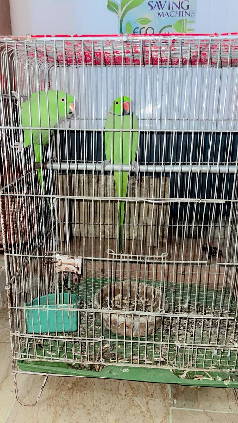 Ringneck 4