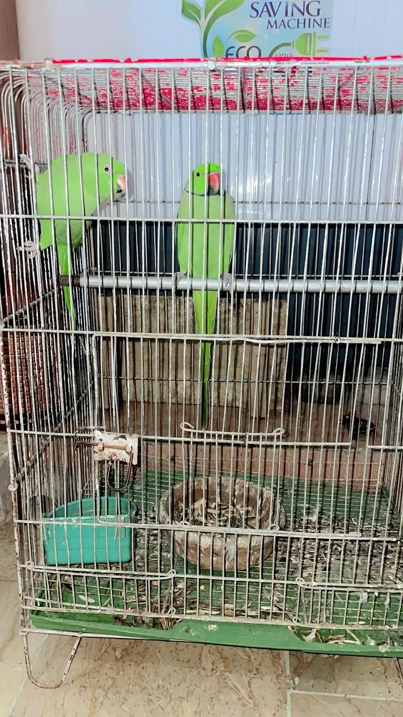 Ringneck — photo 5