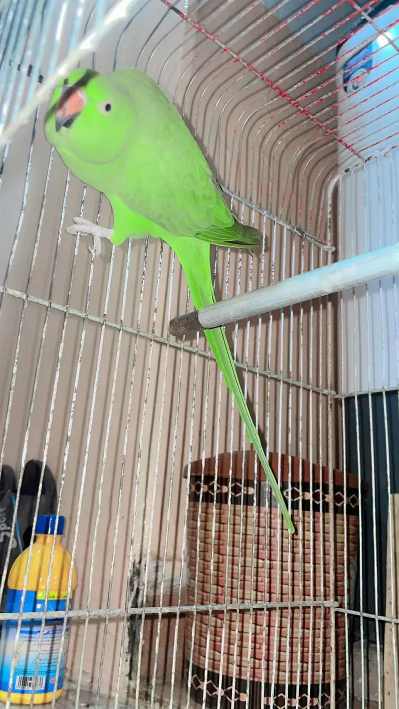 Ringneck — photo 6