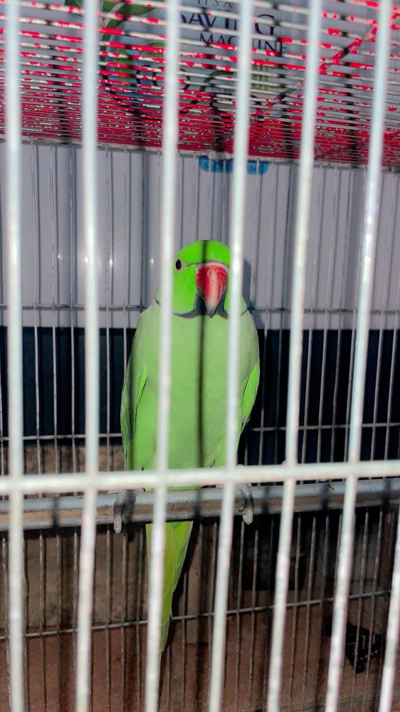 Ringneck 6