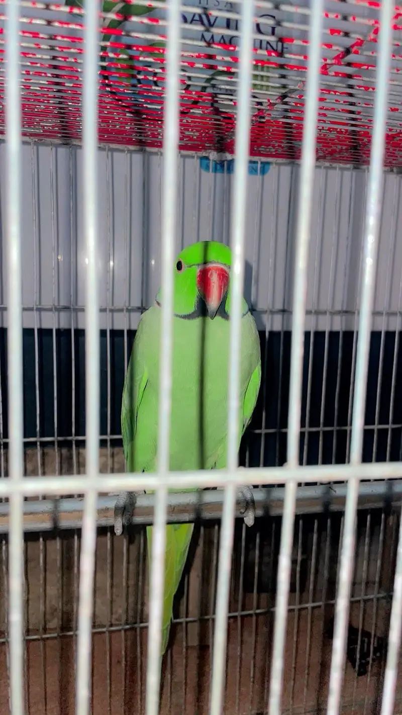 Ringneck — photo 7
