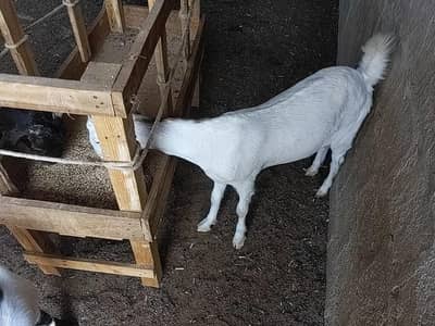 2 bakra 1 bakri