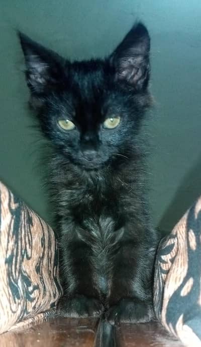Black Persian (triple coat) Male Kitten Available for Adoption