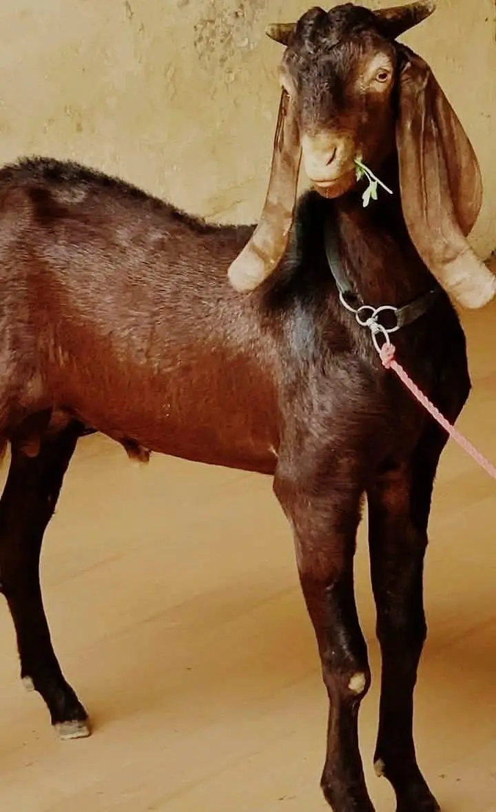 mashallah khoobsurat bakra — photo 2