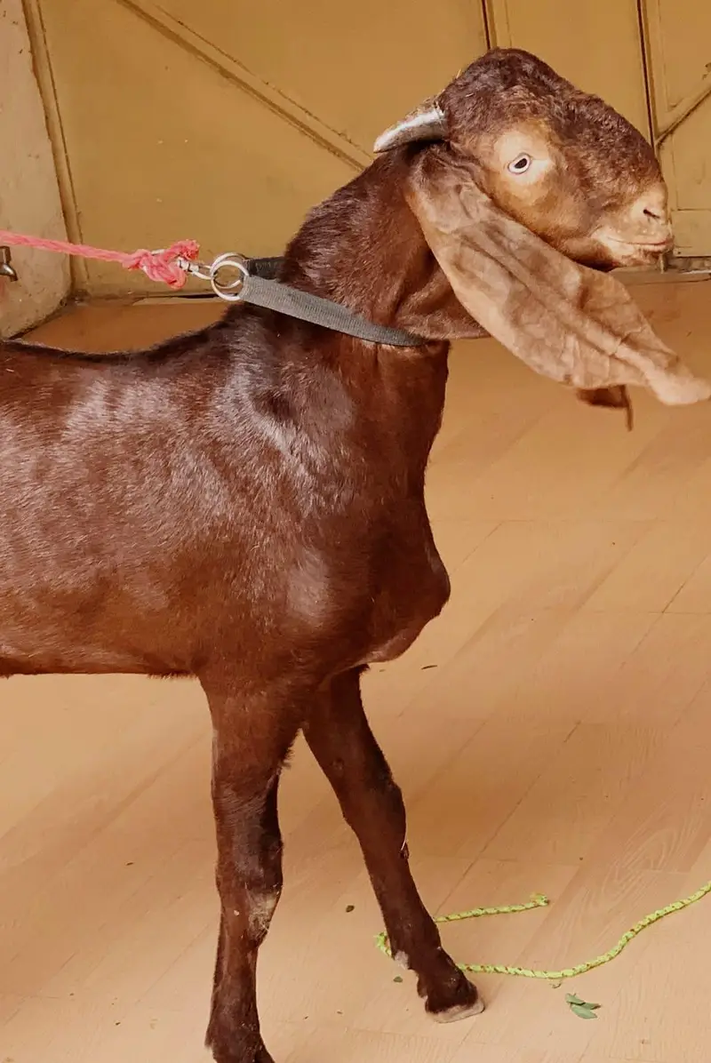 mashallah khoobsurat bakra — photo 3