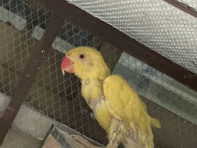 Yellow ring neck