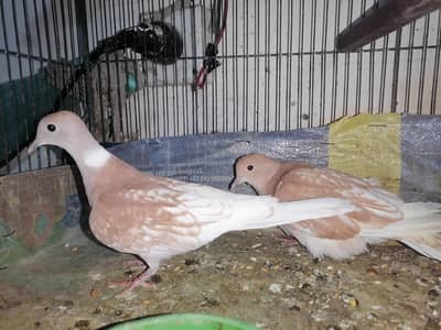 Young Dove Pair For Sale