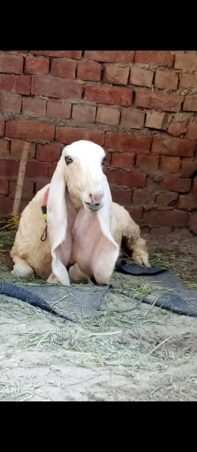 Pure gulabi Kajli feemale