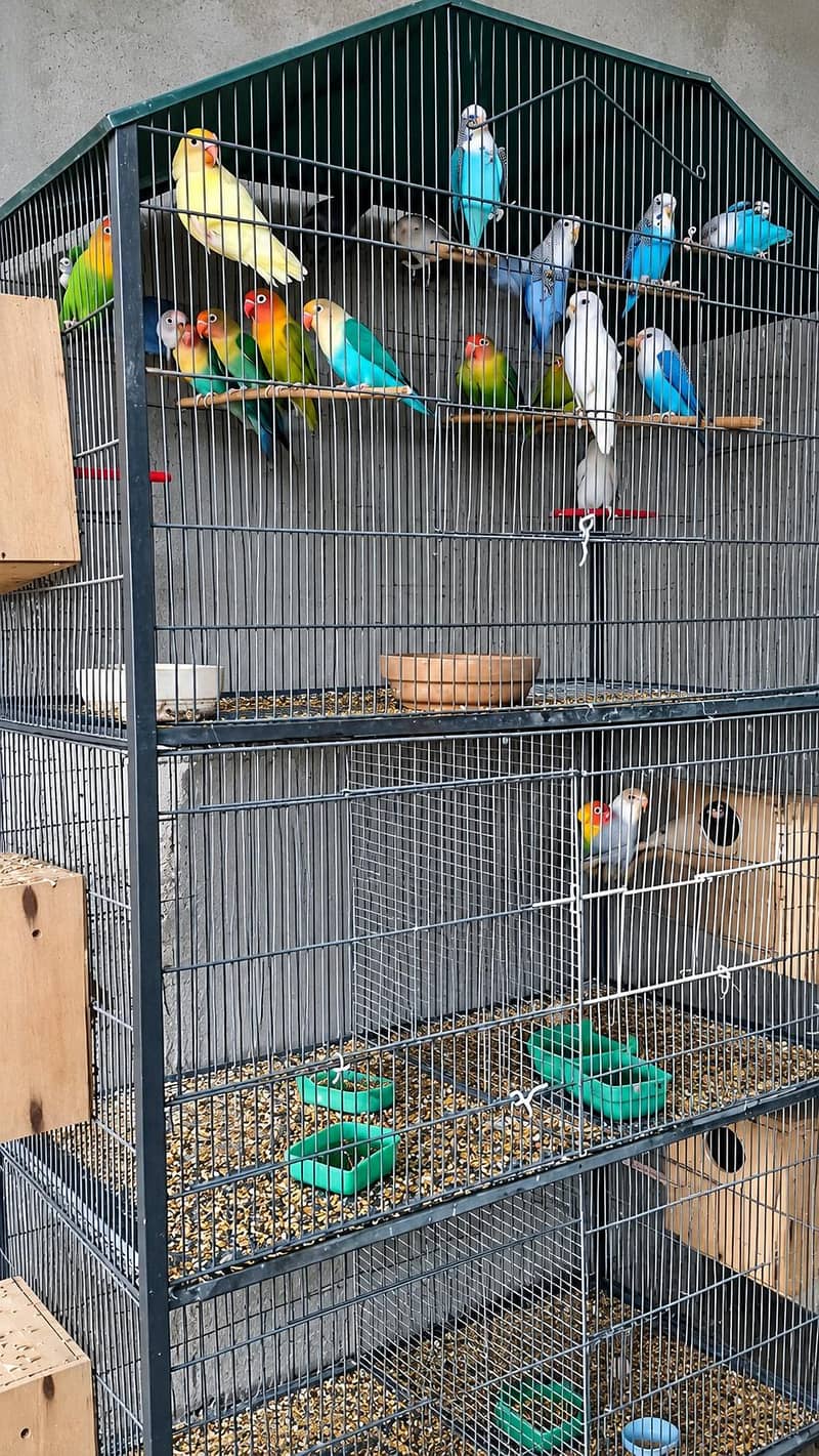 lovebird 0