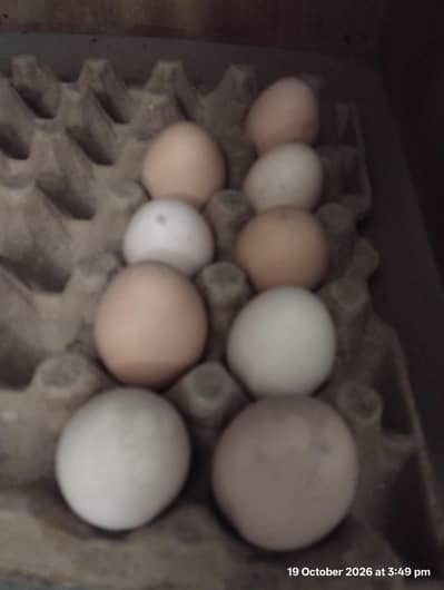 desi eggs home breed