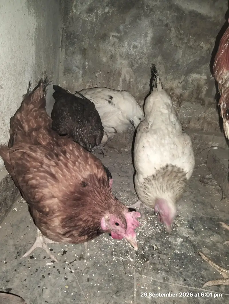 desi eggs home breed — photo 2