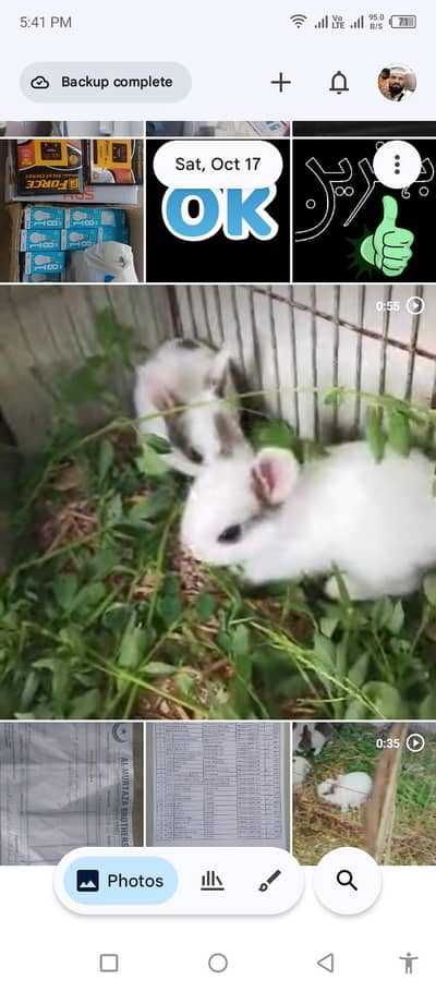 Best Rabbits rate