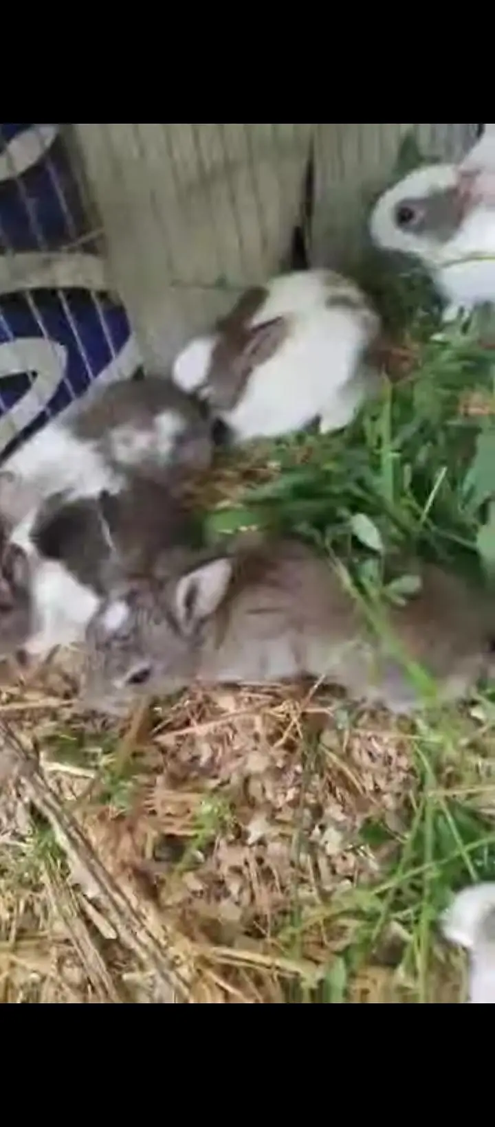 Best Rabbits rate — photo 2