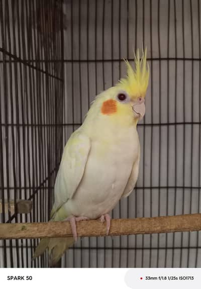 Lutino Cocktail