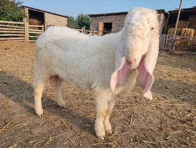 Masha Allah White Pure Kajla For Sale-Ghar Ka Pala Hua Hai